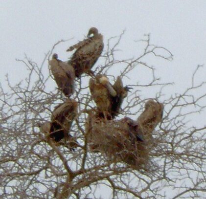 The vultures resting in a tree. Toxic