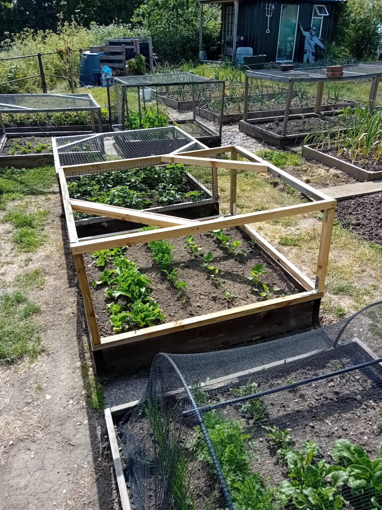 Needing inspiration to write - looking for it at the allotment